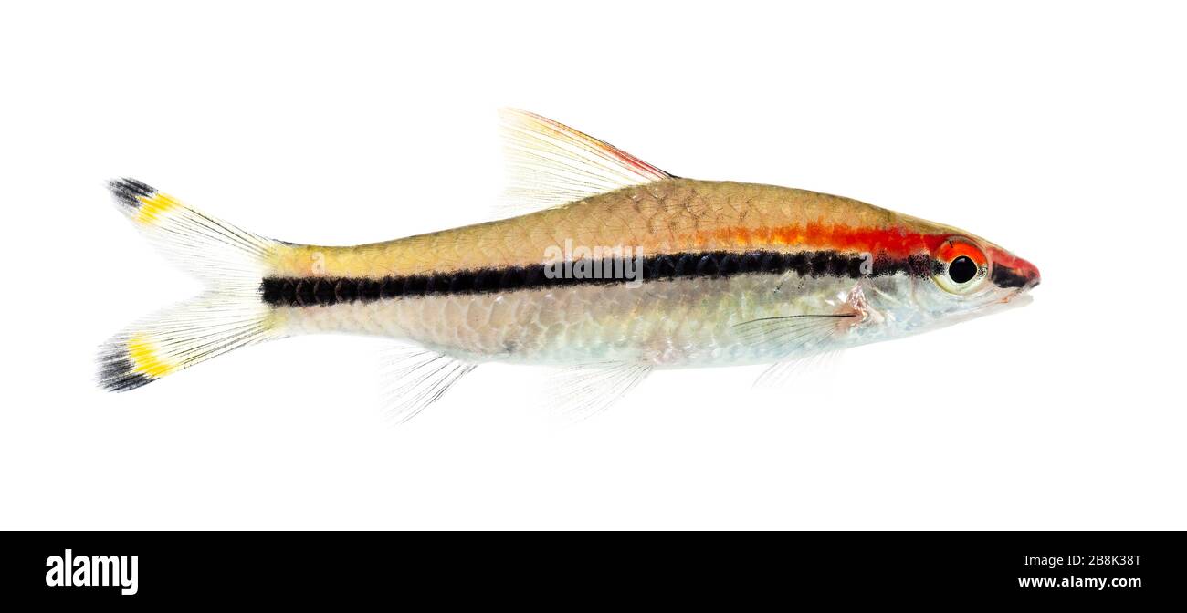 Side vie of a Denison barb, fish, Sahyadria denisonii, isolated on white Stock Photo