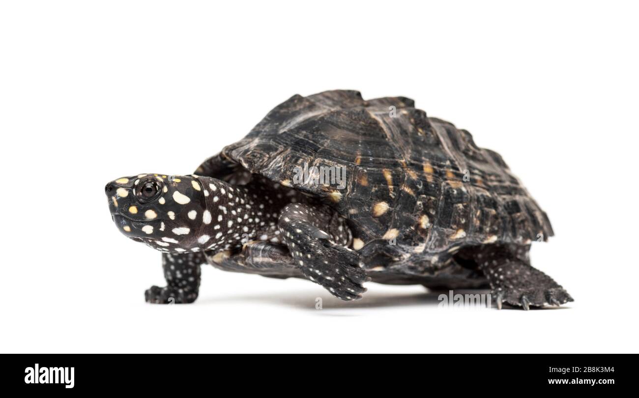 Side view of a Walking Black pond turtle, Geoclemys hamiltonii, isolated Stock Photo