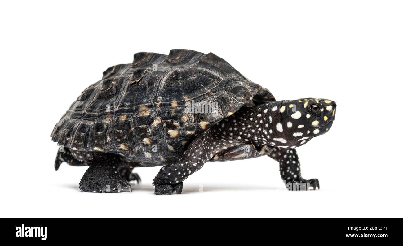 Side view of a Walking Black pond turtle, Geoclemys hamiltonii