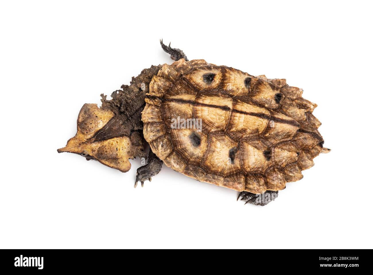 Top view of a Mata Mata, turtle, Chelus fimbriata, isolated on white Stock Photo