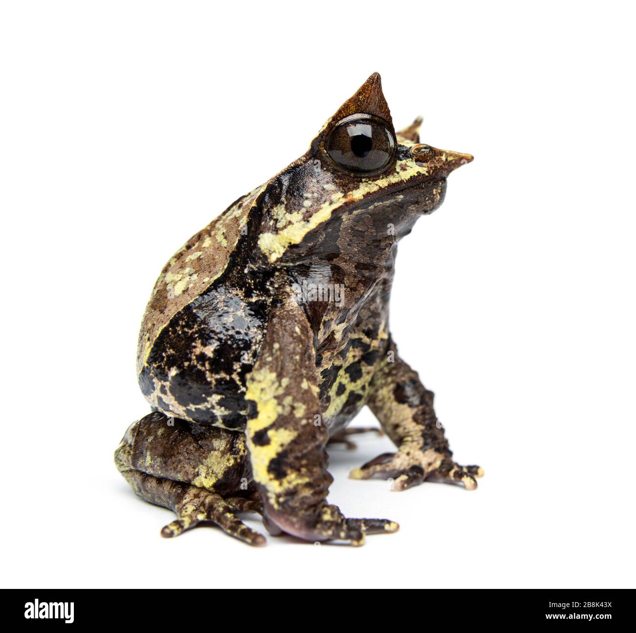Side view of a Long-nosed horned frog looking at the camera, Megophrys nasuta, isolated Stock Photo