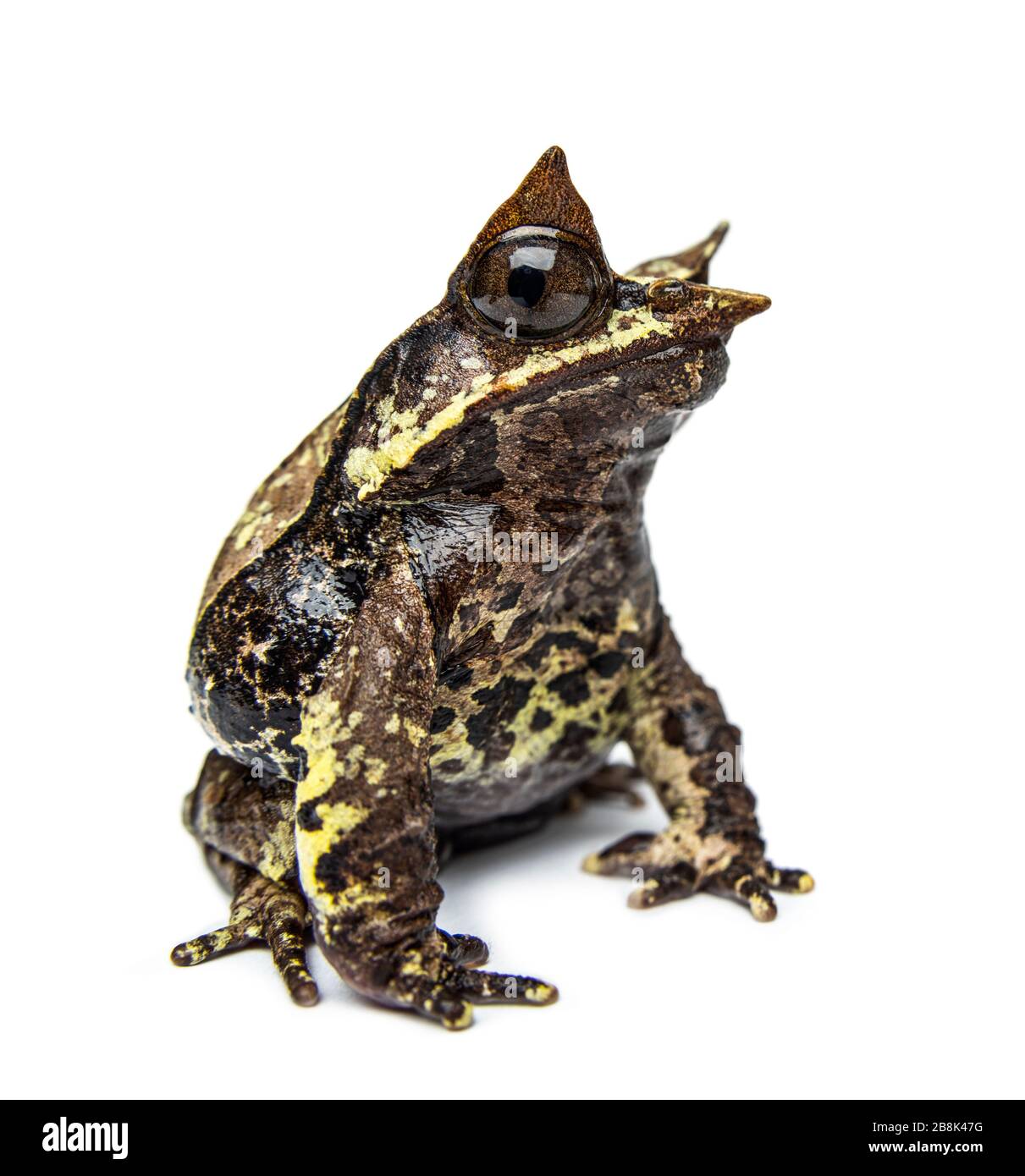 Side view of a Long-nosed horned frog looking at the camera, Megophrys nasuta, isolated Stock Photo