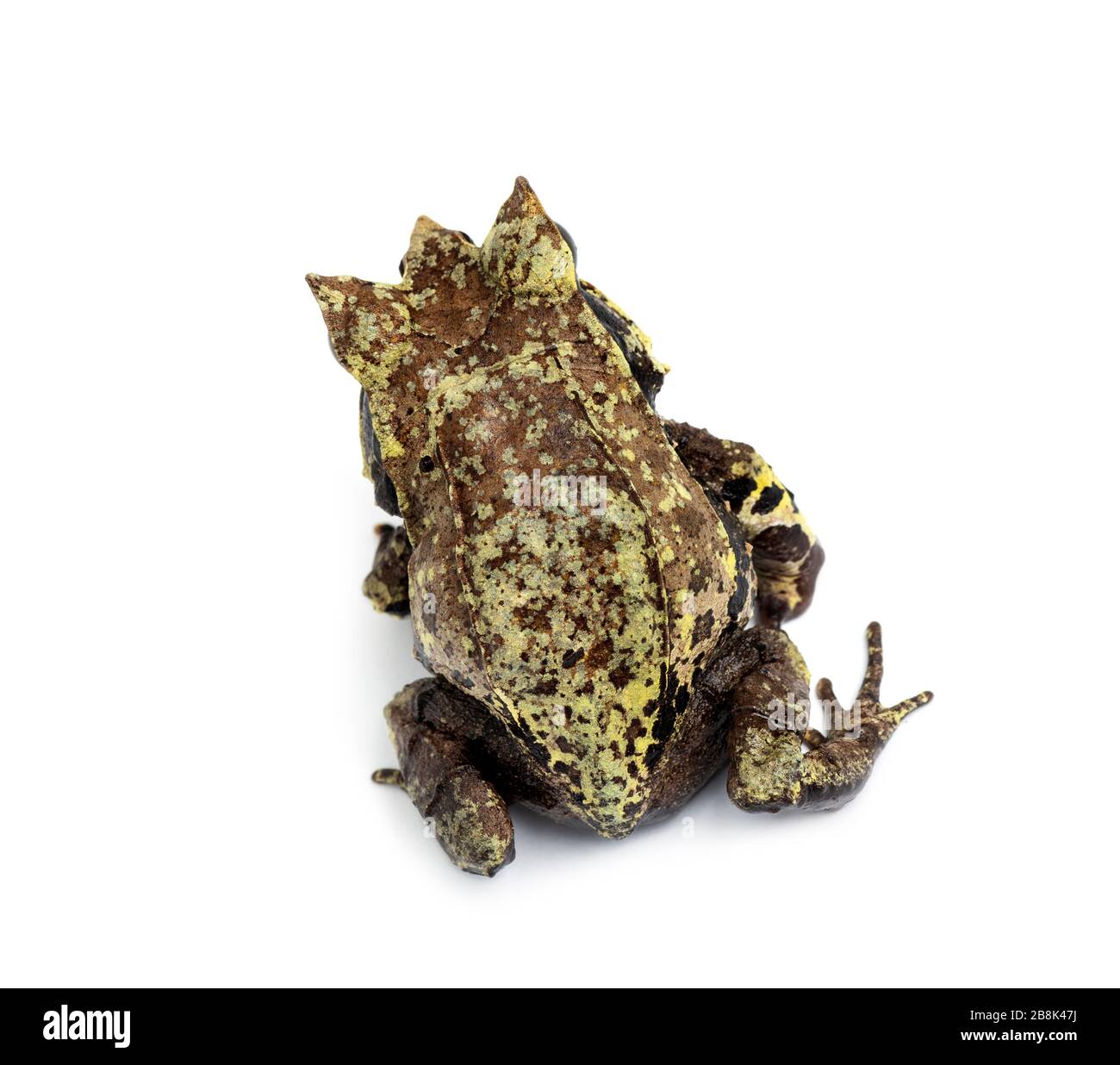 Top view of a Long-nosed horned frog, Megophrys nasuta, isolated Stock Photo