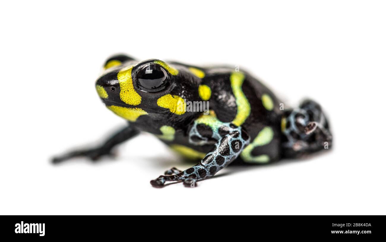 Spotted poison frog, Spotted poison frog, isolated on white Stock Photo