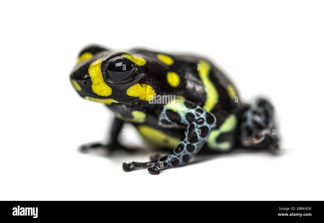 Spotted poison frog, Spotted poison frog, isolated on white Stock Photo