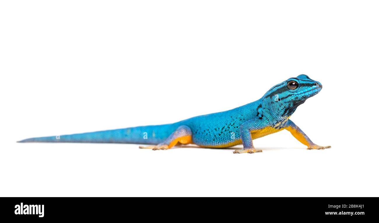 Electric blue gecko, Lygodactylus williamsi, isolated Stock Photo