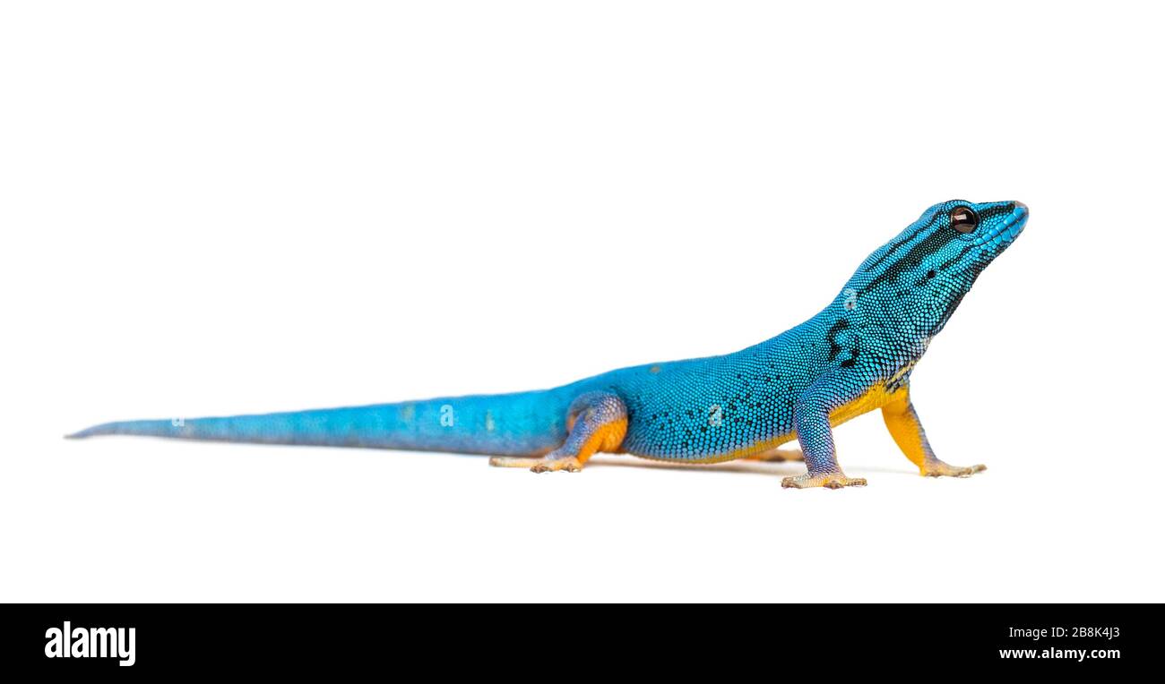 Electric blue gecko, Lygodactylus williamsi, isolated Stock Photo