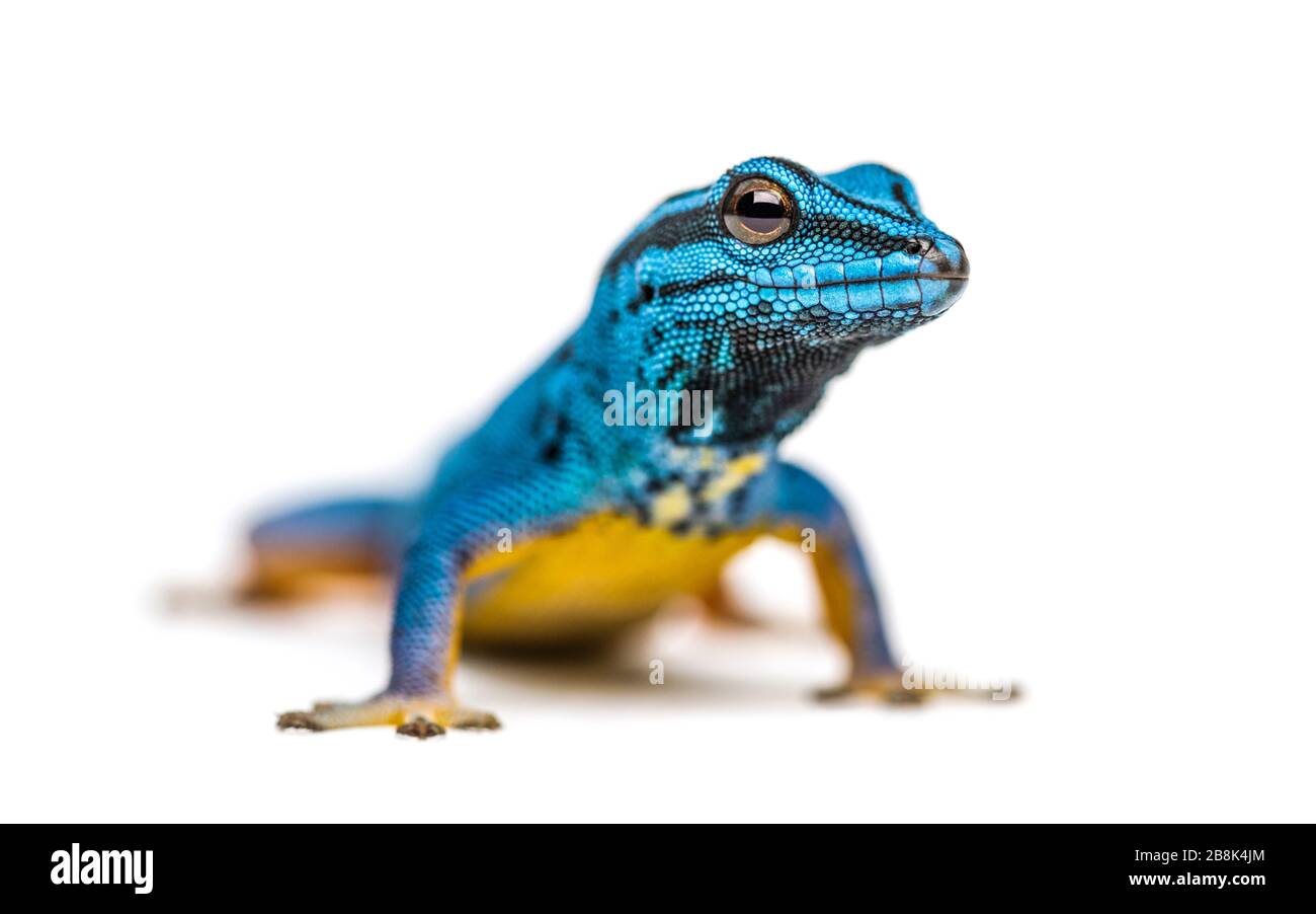 Electric blue gecko looking at the camera, Lygodactylus williamsi, isolated Stock Photo