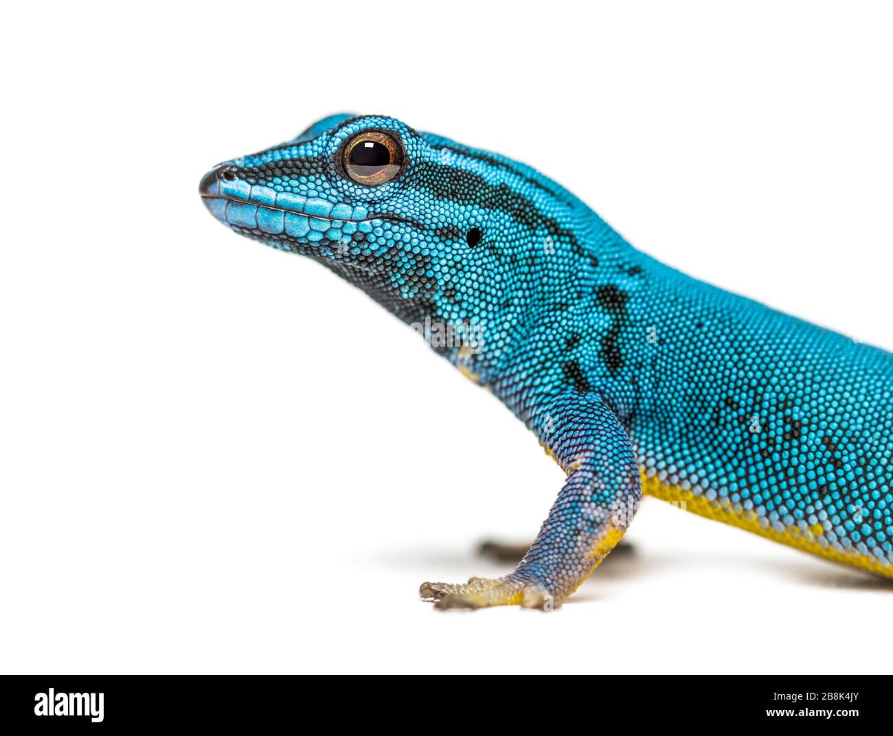 Electric blue gecko looking at the camera, Lygodactylus williamsi, isolated Stock Photo