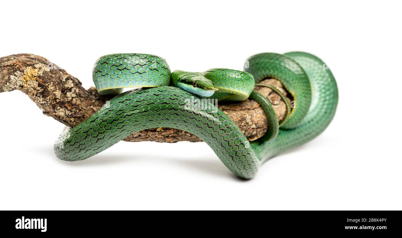 Rhino rat snake on a branch, Rhynchophis boulengeri, isolated Stock Photo