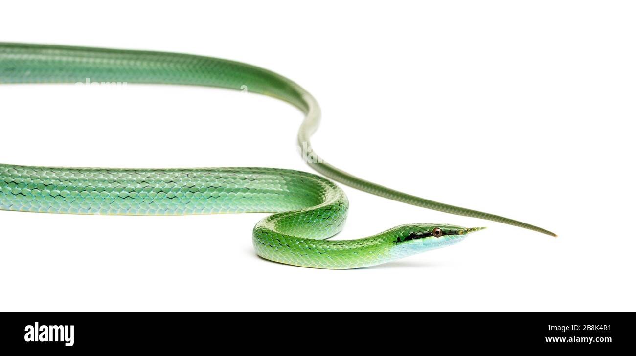 Rhino rat snake, Rhynchophis boulengeri, isolated Stock Photo