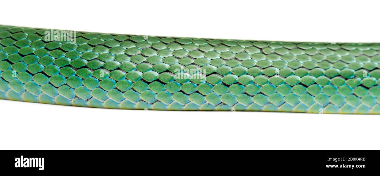 Close-up on the Rhino rat snake scales, Rhynchophis boulengeri, isolated Stock Photo