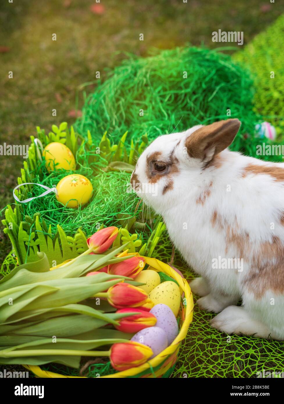 Easter bunny and Easter eggs on green grass Stock Photo