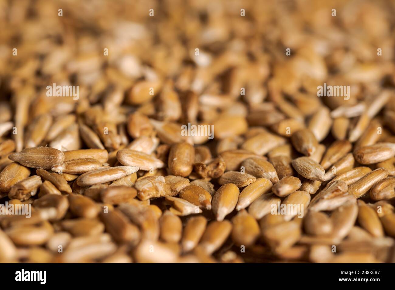 Full frame shot of roasted sunflower seeds spread on tray with selective focus and blurred background Stock Photo