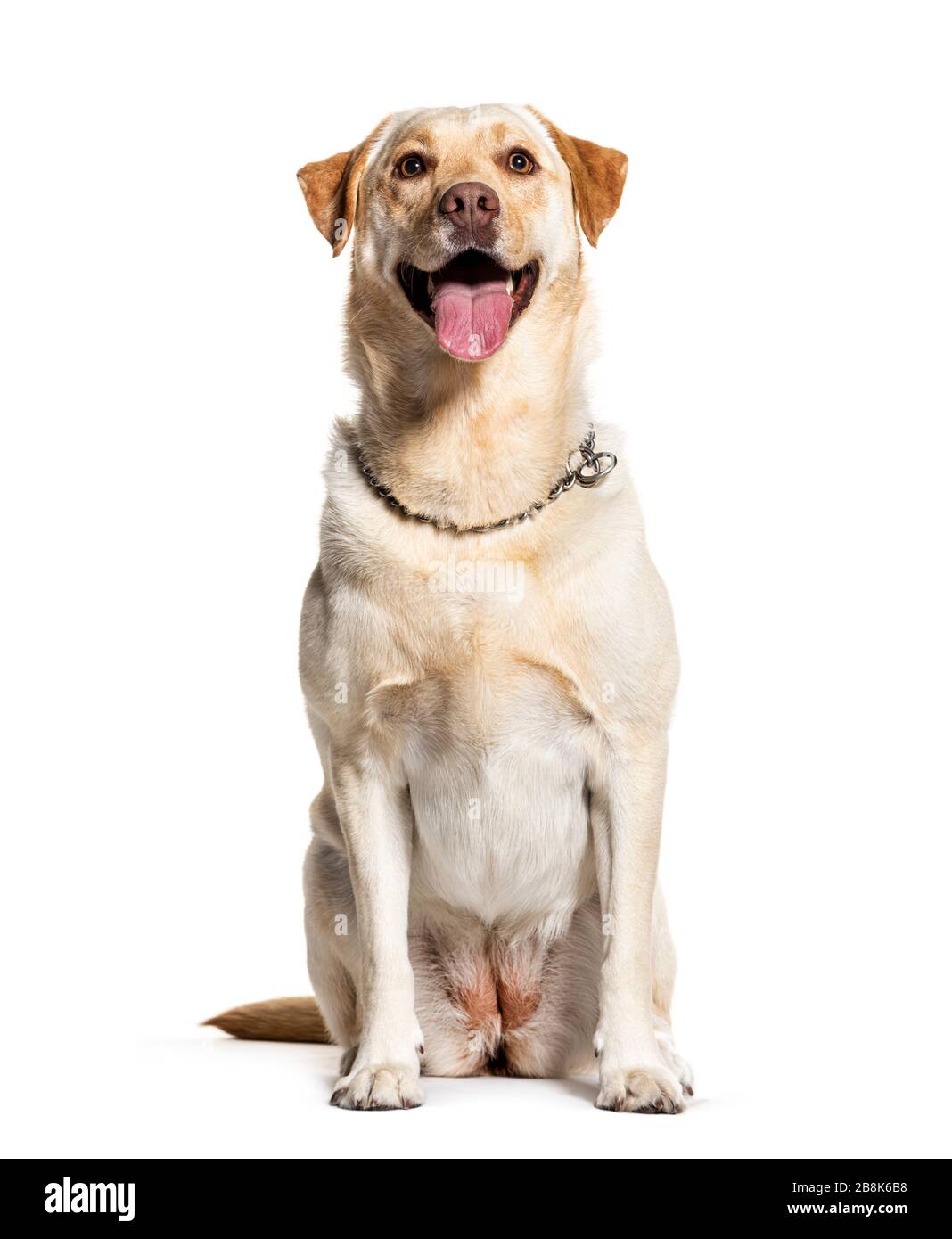 Panting Labrador, isolated on white Stock Photo - Alamy