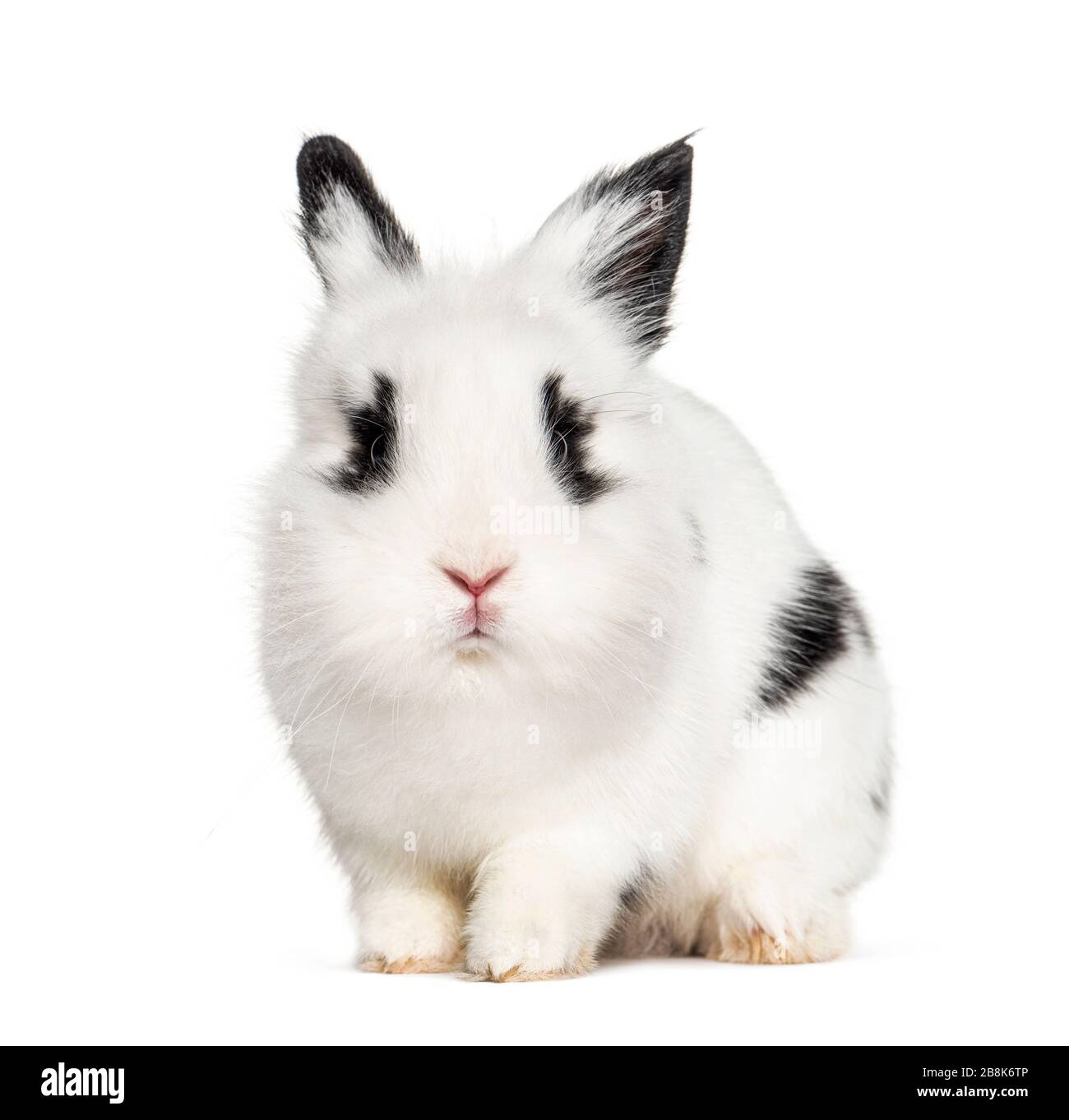 Young black and white Rabbit, isolated on white Stock Photo