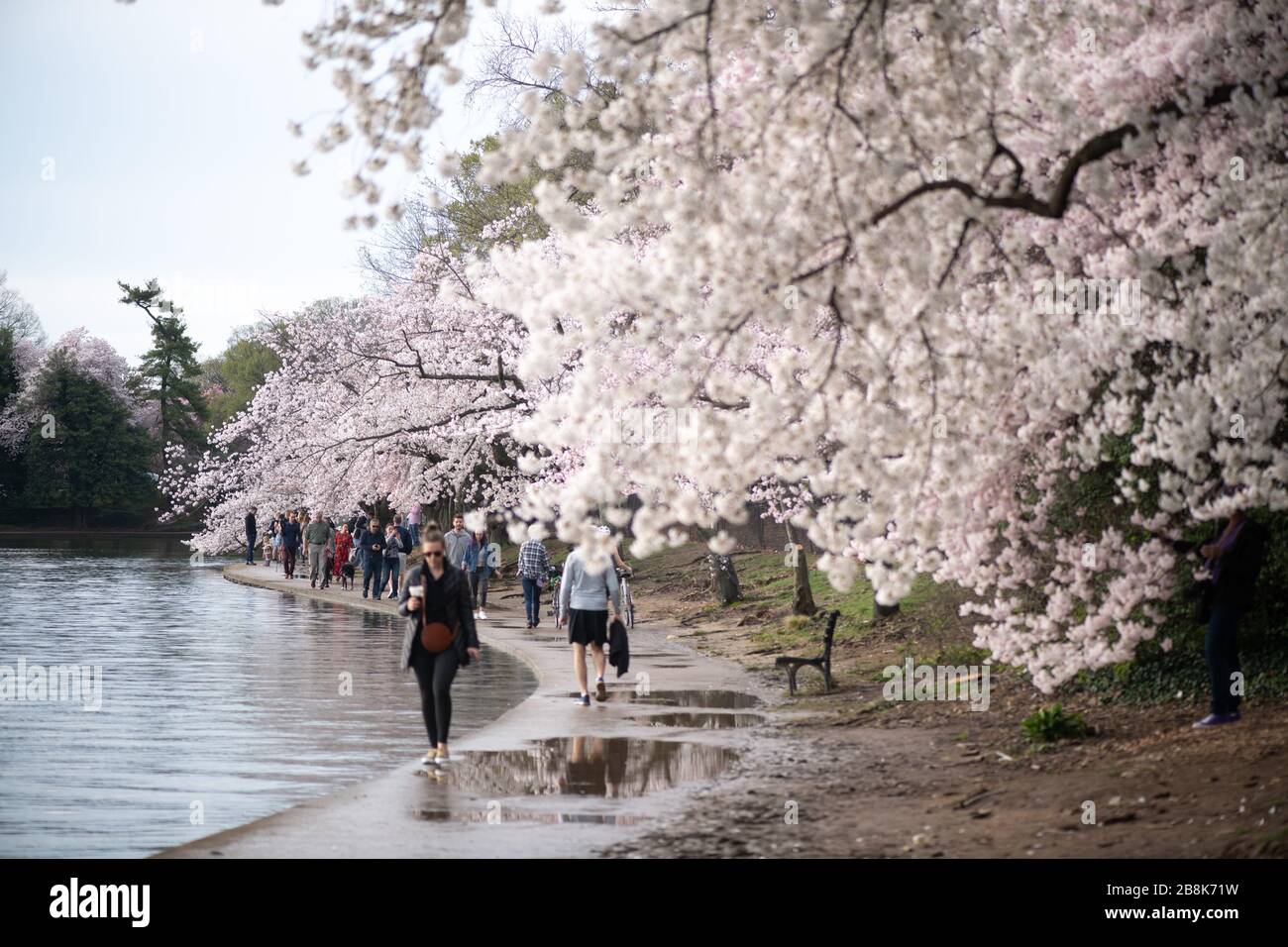 WASHINGTON, DC - Light crowds at Washington DC's cherry blossoms in 2020. Each spring, about 1,700 cherry trees bloom around Washington DC's Tidal Basin. Set amongst some of DC's famous monuments, the cherry blossoms typically attract hundreds of thousands of visitors. In 2020, efforts to contain the spread of the novel coronavirus (COVID-19) meant that attendance was drastically reduced. The cherry blossoms reached peak bloom on March 20, 2020. The trees date back to a gift from Japan in 1912, and there are a handful of the original trees still remaining. Stock Photo