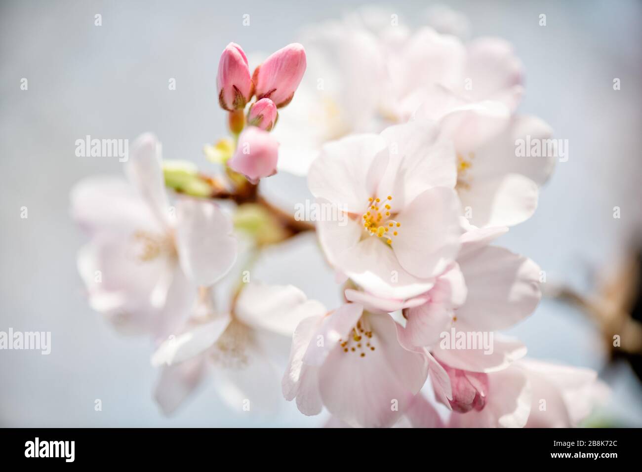 WASHINGTON, DC - A close-up shot of Washington DC's famous cherry blossoms in full bloom. Each spring, about 1,700 cherry trees bloom around Washington DC's Tidal Basin. Set amongst some of DC's famous monuments, the cherry blossoms typically attract hundreds of thousands of visitors. In 2020, efforts to contain the spread of the novel coronavirus (COVID-19) meant that attendance was drastically reduced. The cherry blossoms reached peak bloom on March 20, 2020. The trees date back to a gift from Japan in 1912, and there are a handful of the original trees still remaining. Stock Photo