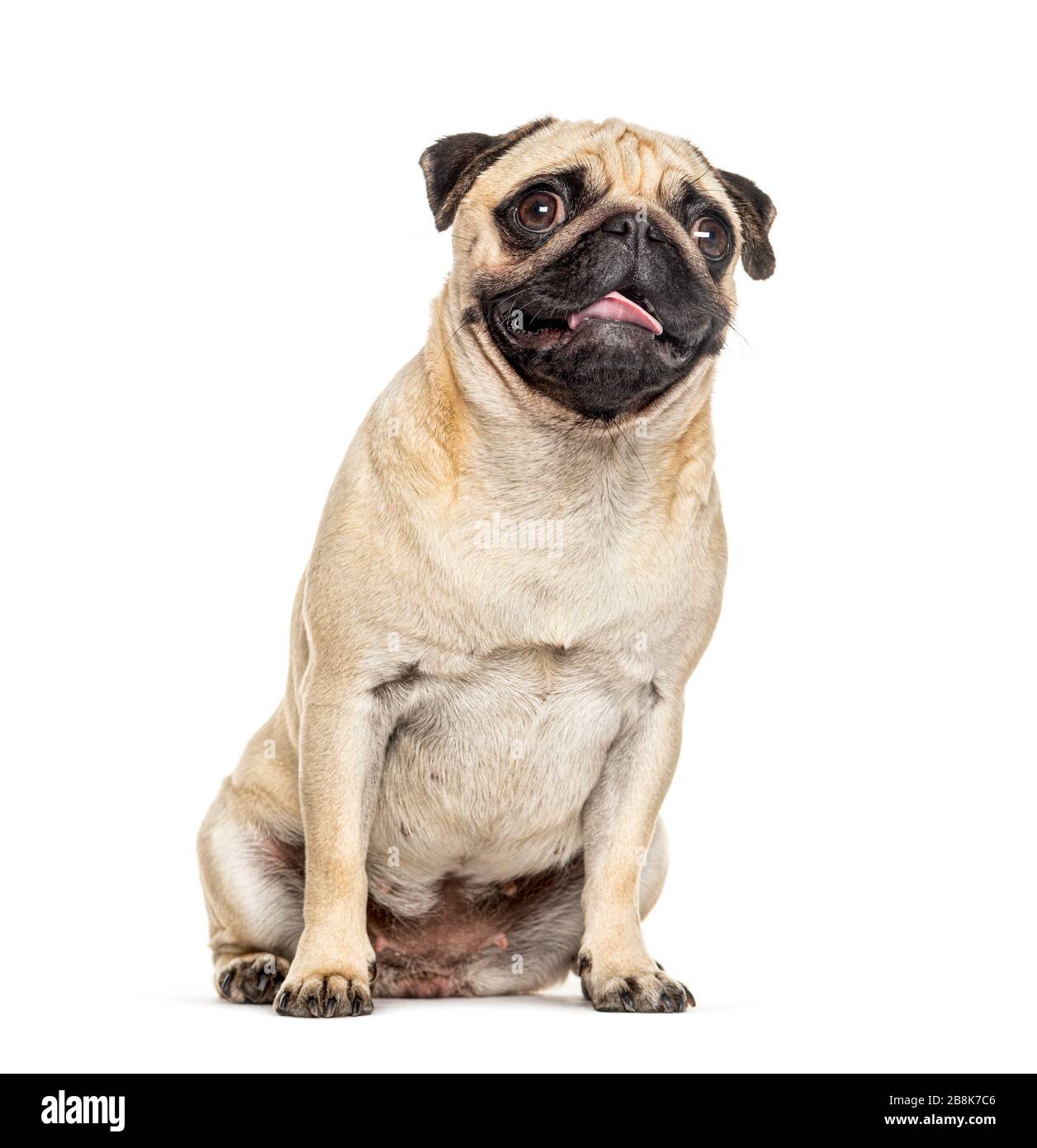 Panting and sitting Pug, isolated on white Stock Photo - Alamy