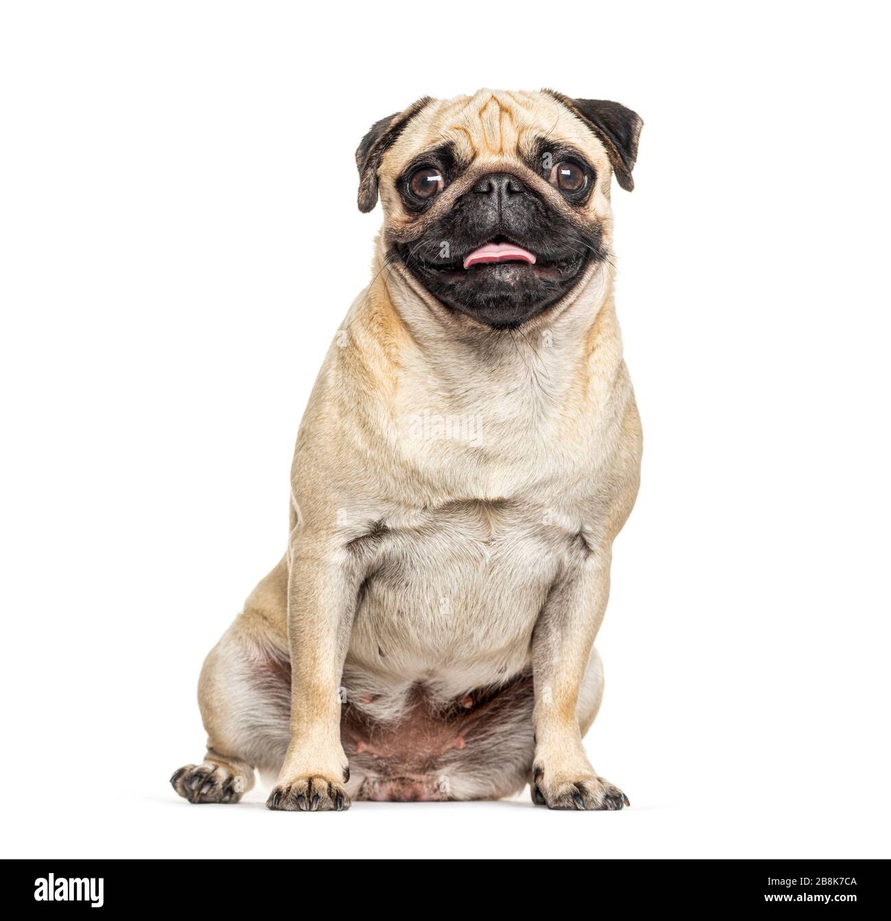 Panting and sitting Pug, isolated on white Stock Photo - Alamy