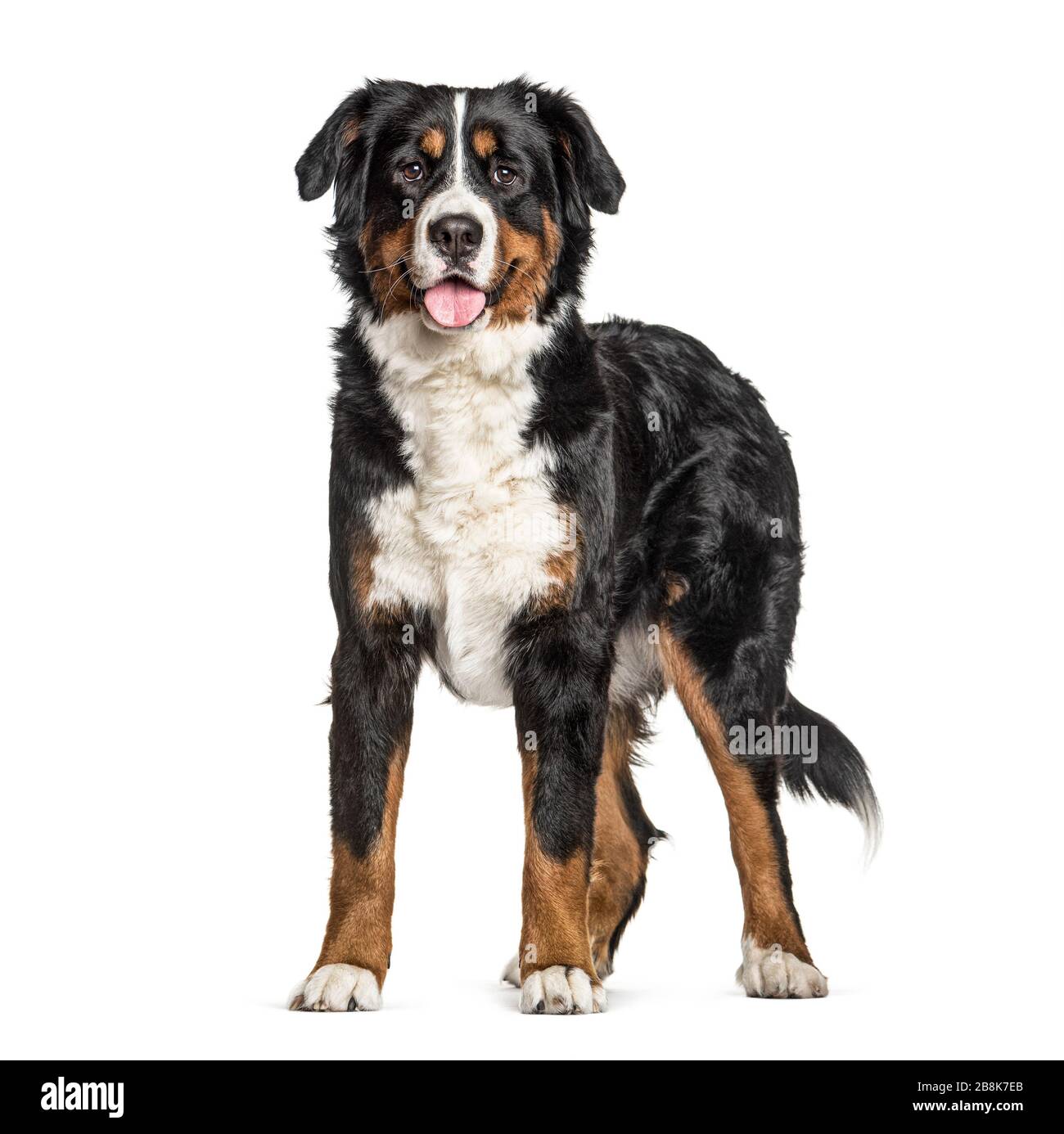 Standing Bernese Mountain Dog panting, isolated on white Stock Photo - Alamy