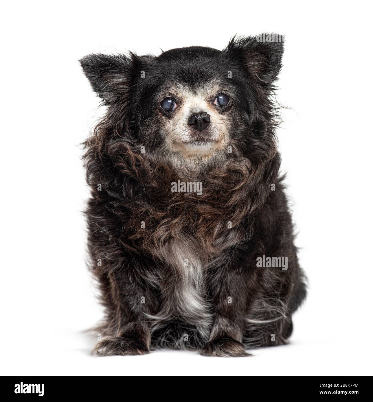 Aging chihuahua dog hi res stock photography and images Alamy