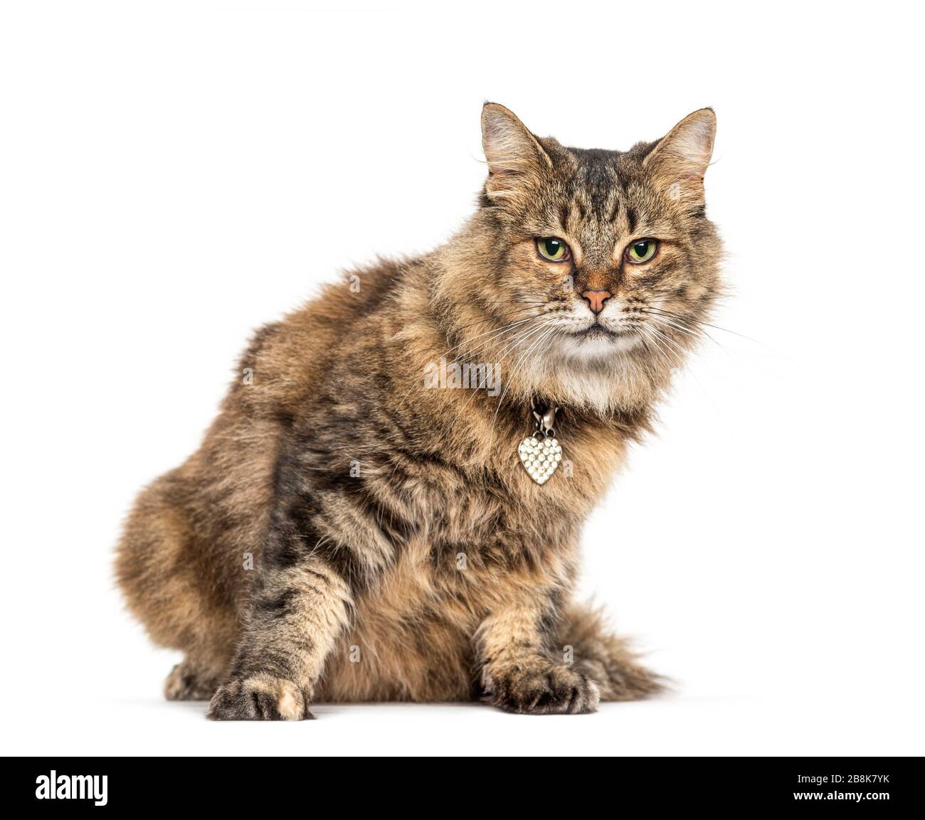 Collar for long haired cat 2025