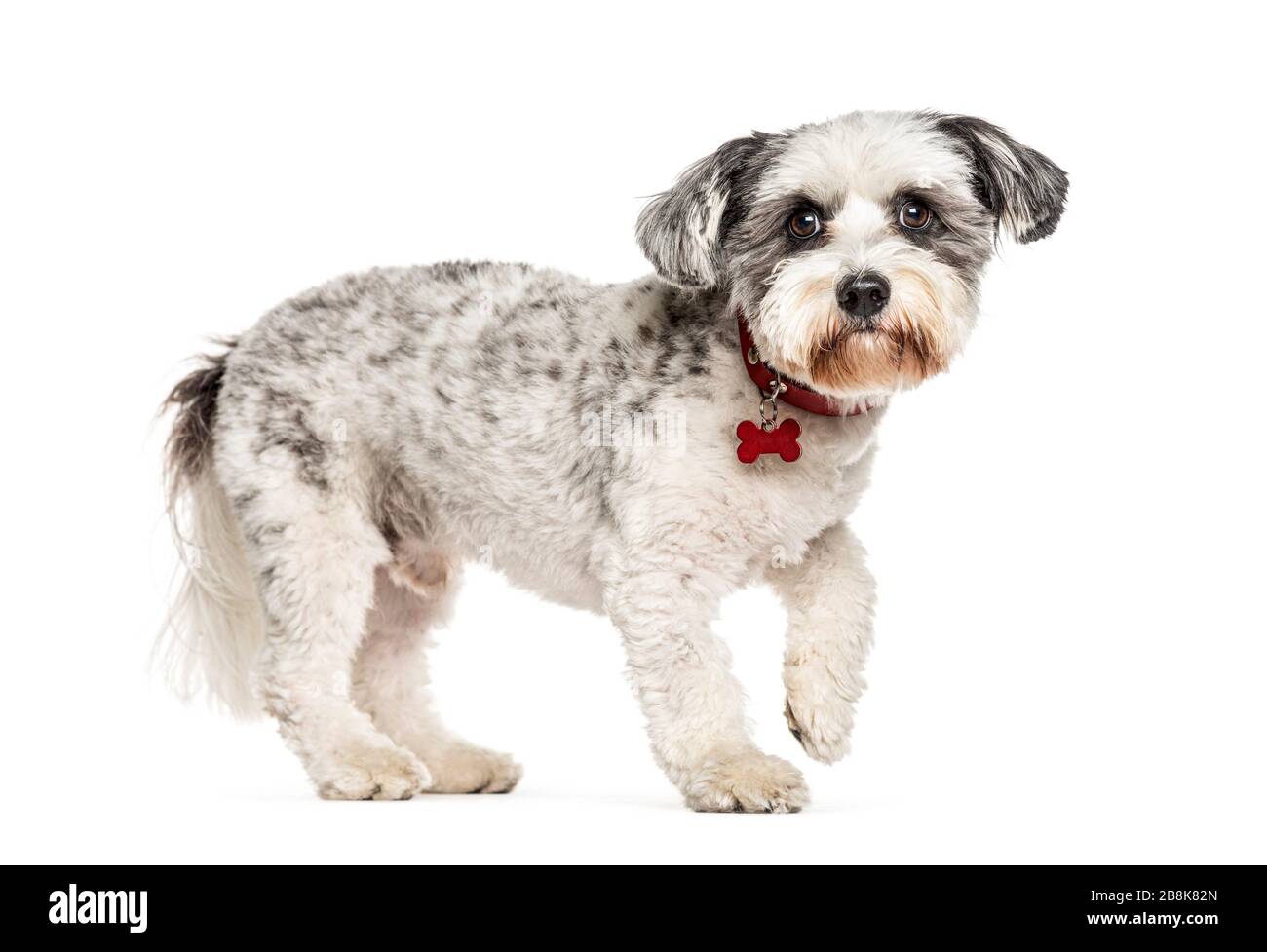 side view of a Crossbreed dog walking, isolated on white Stock Photo ...