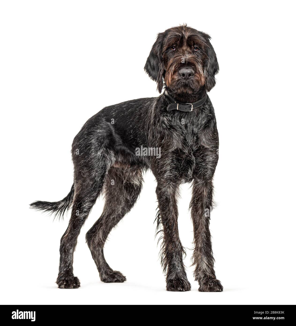 German Wirehaired Pointer,Korthals dog, isolated on white Stock Photo