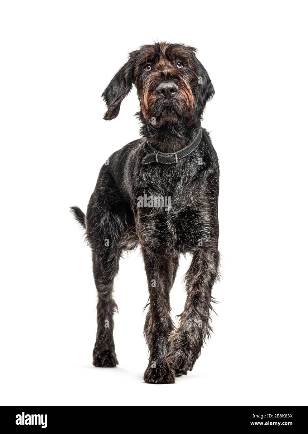 Miniature german hotsell wirehaired pointer
