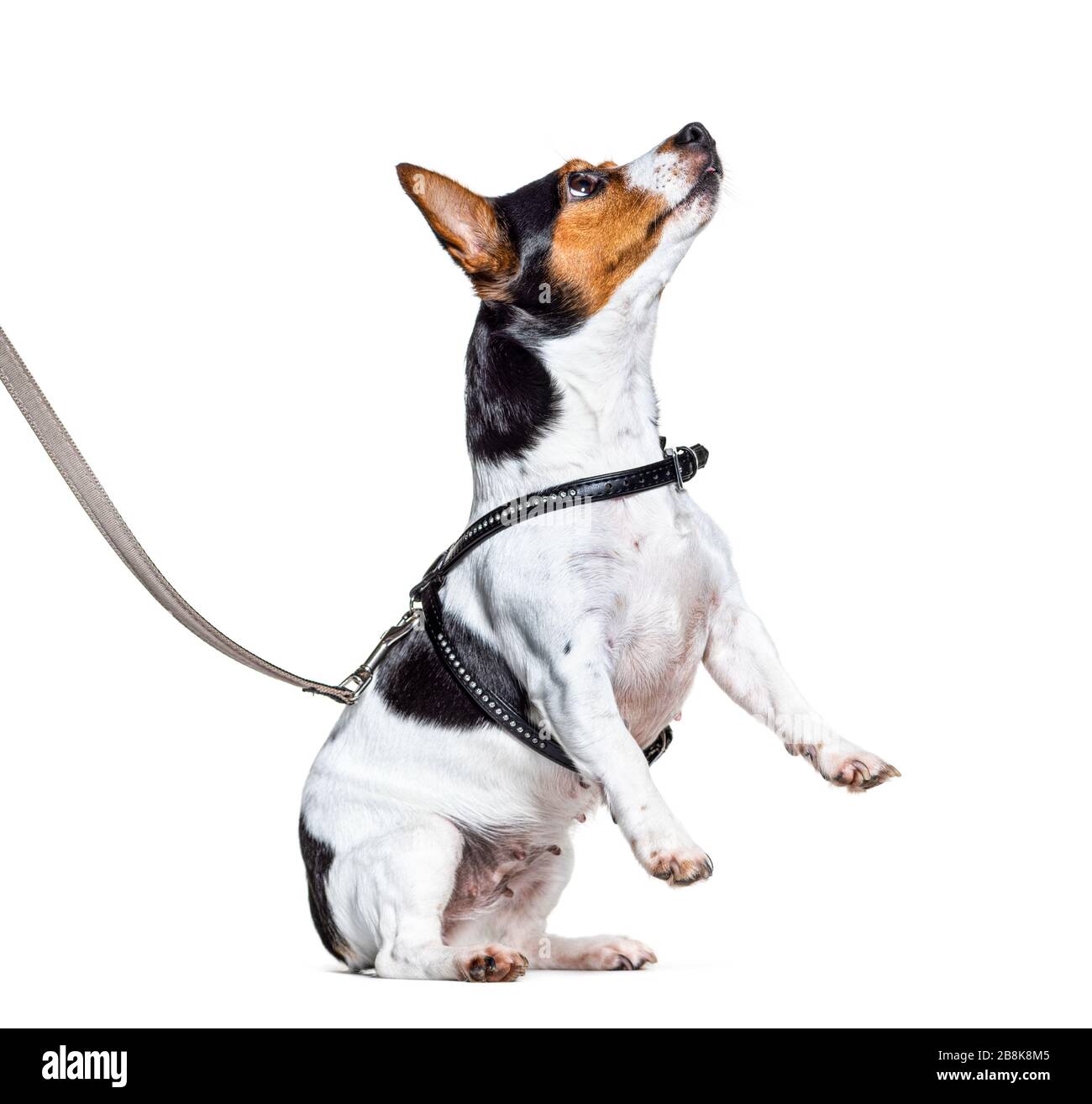 Learning process with a Jack Russell Terrier on hind legs, isolated on