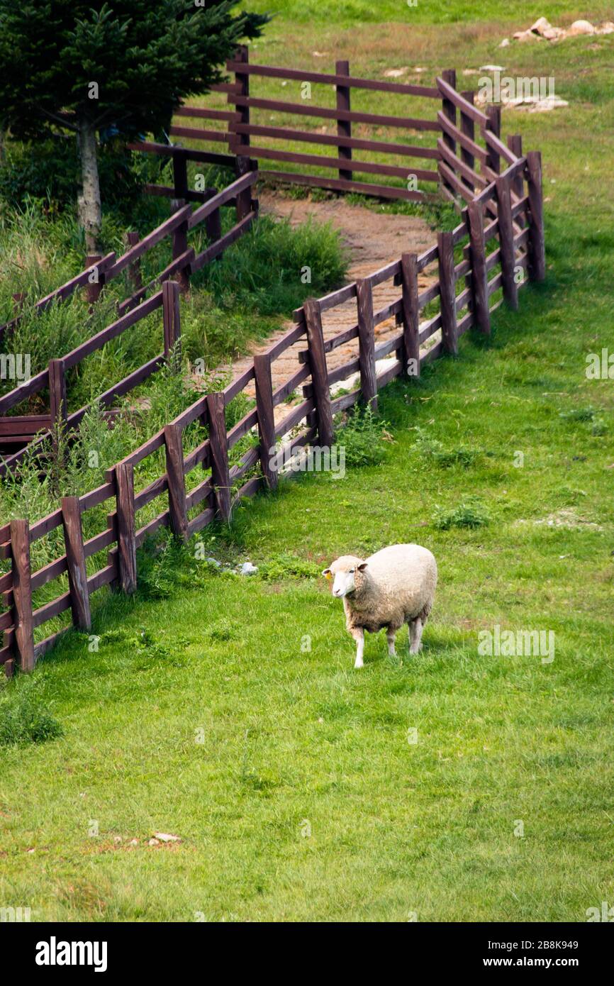 A sheep Stock Photo
