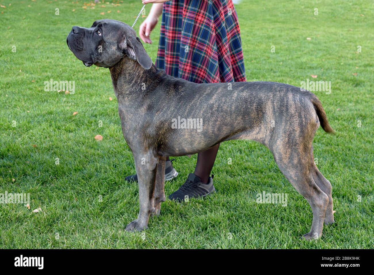 Dogo Canario stands next to his mistress against a green lawn. Dog walking in the spring. A large gray dog on a leash is looking up with a sad face. Stock Photo