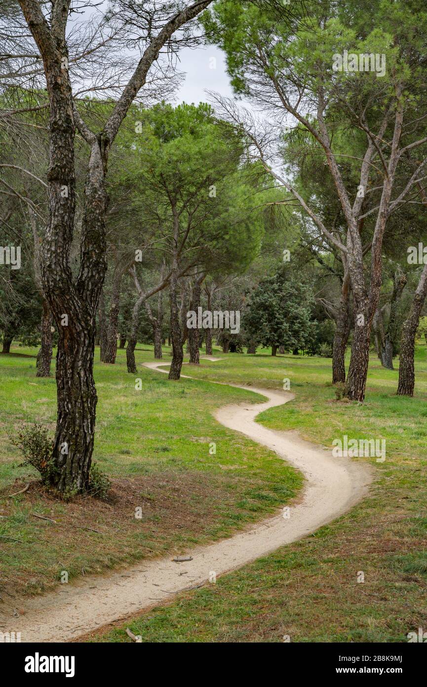 Curved path surrounded by trees Stock Photo