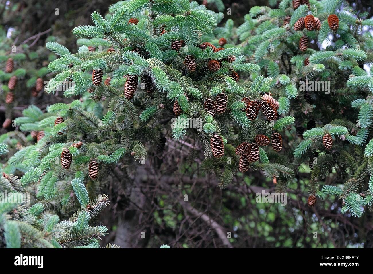 Green branches of a Christmas tree with cones. Christmas tree with ...