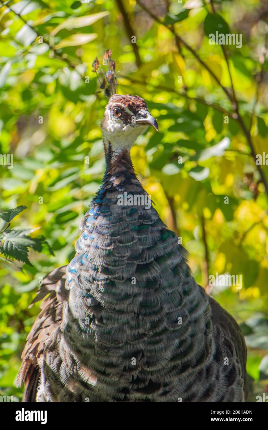 Peacock in nature with green background Stock Photo