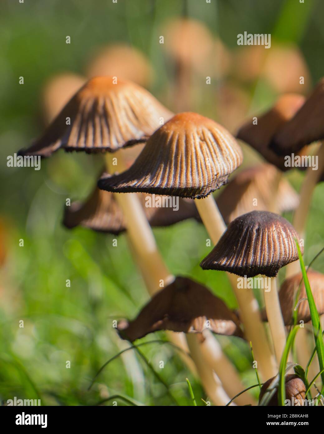 Many mushrooms with grass background Stock Photo