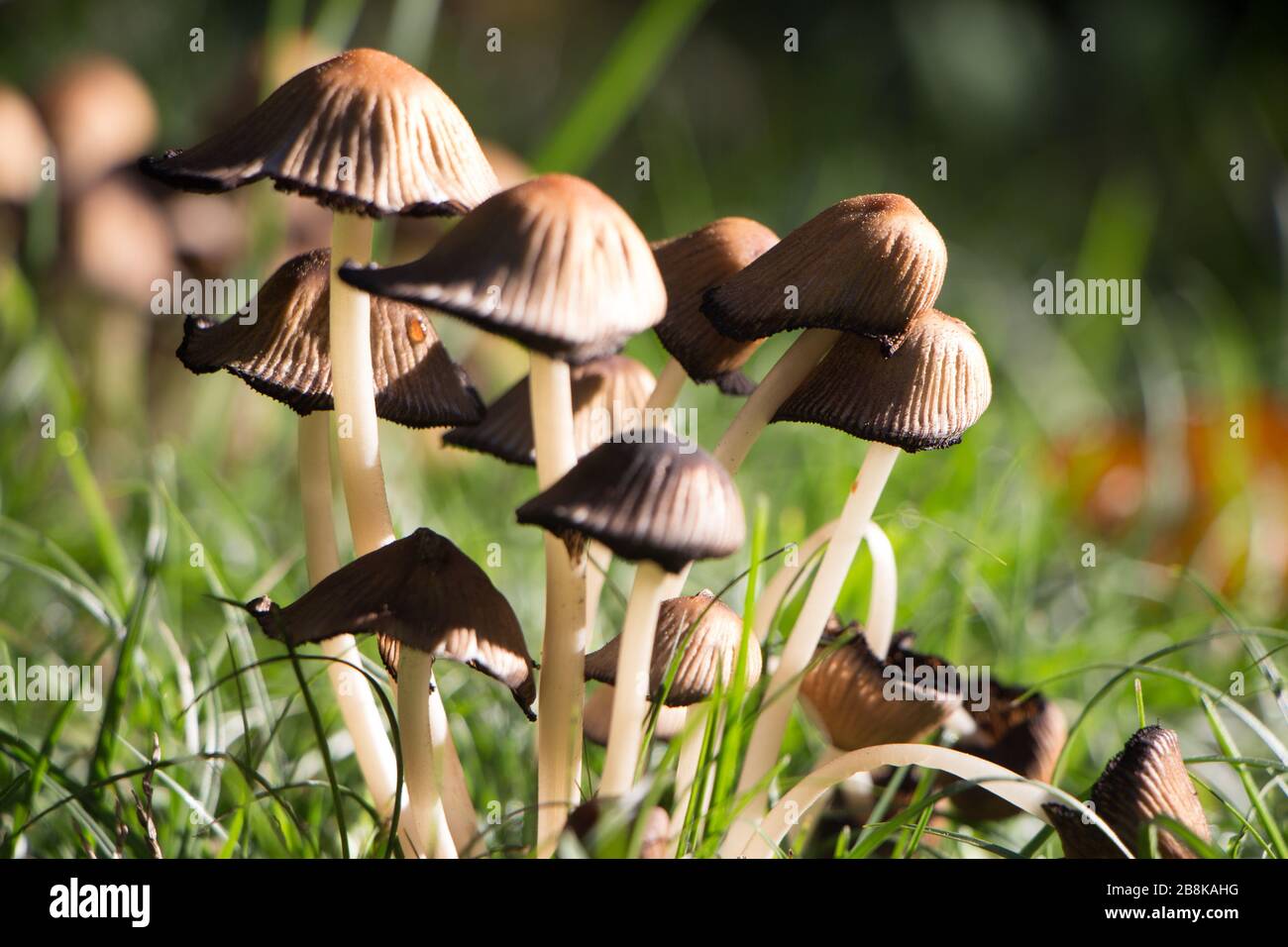 Many mushrooms with grass background Stock Photo