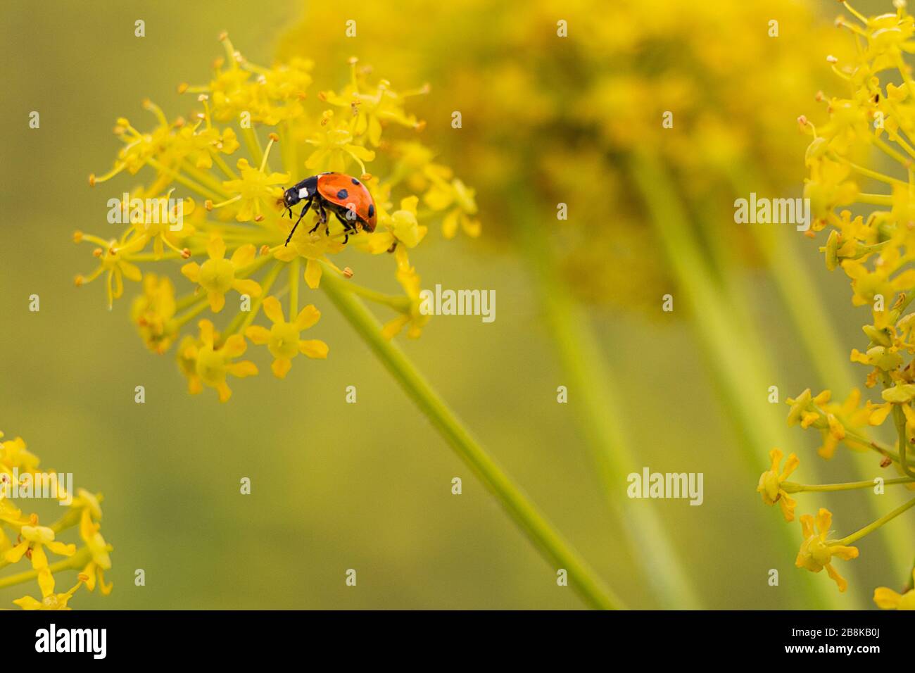 A ladybug perched on a flower Stock Photo