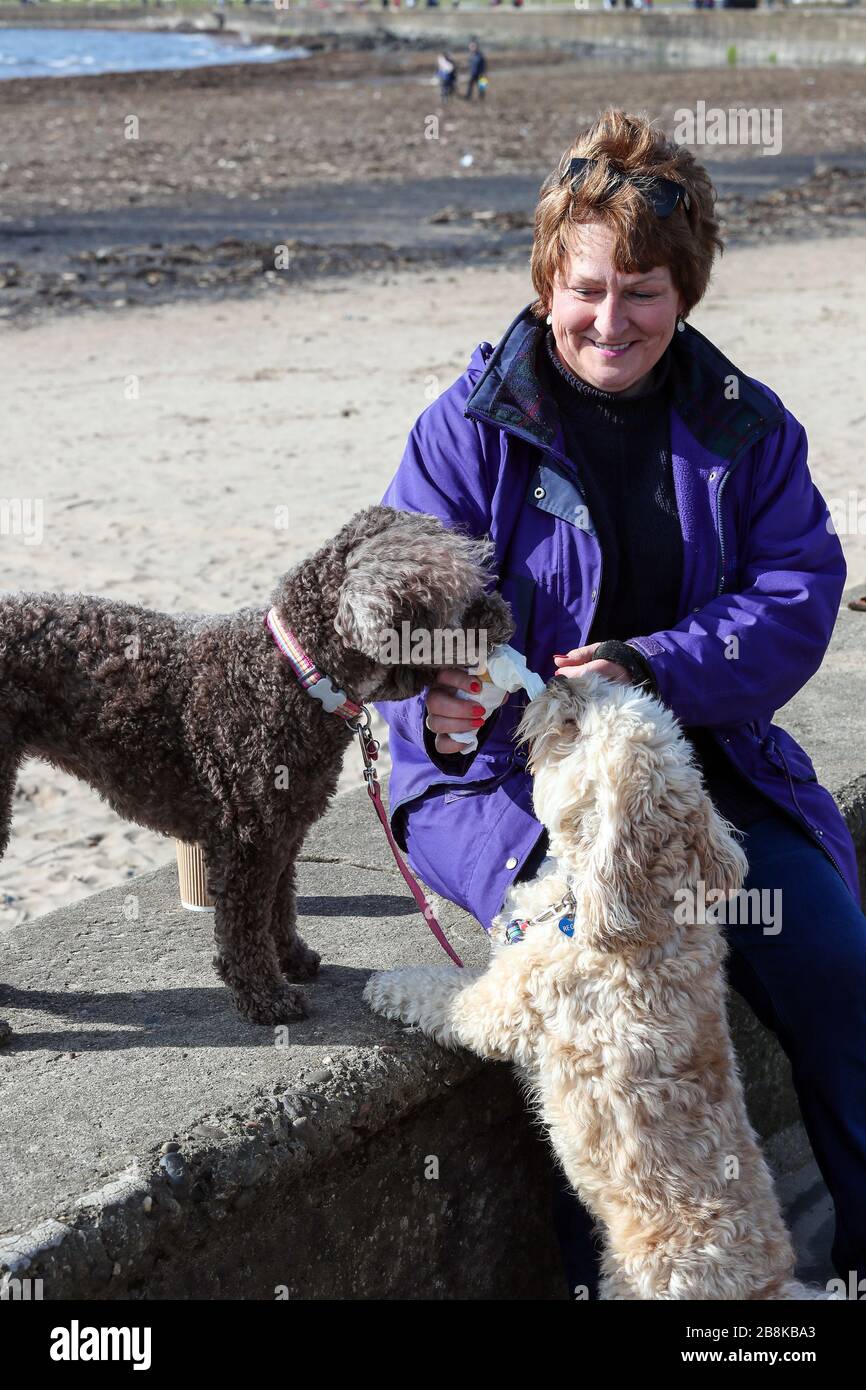 Troon, Scotland, UK. 22nd Mar, 2020. Roxy (left) and Reggie (right) two 4 year old cockapoos from East Kilbride, near Glasgow enjoy the sunshine and ice creams with their owner Beverley Graham on the promenade at Troon, Ayrshire, UK Credit: Findlay/Alamy Live News Stock Photo