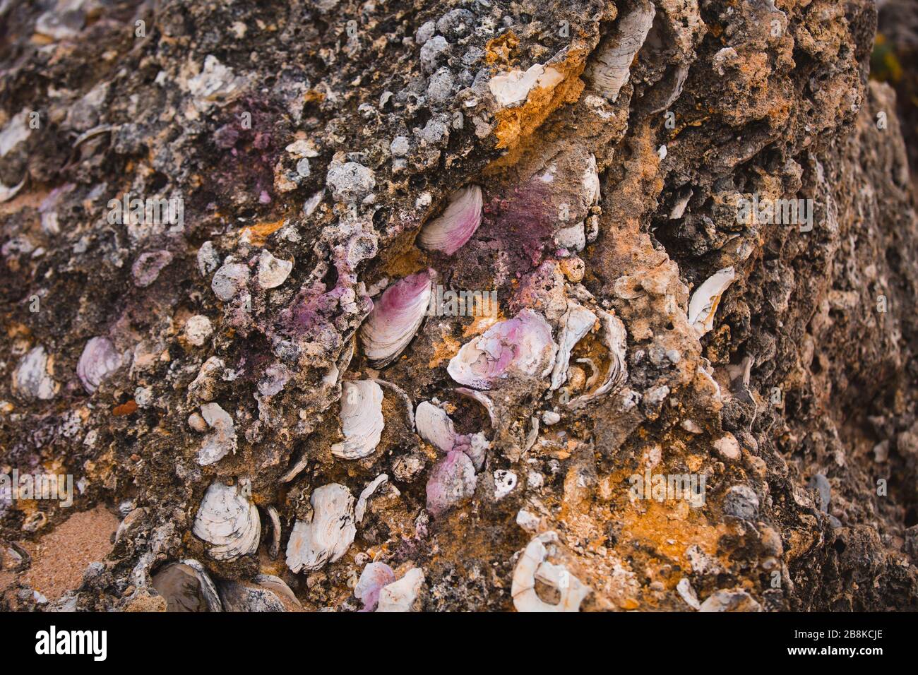 Seashells that Form Part of Brown Beach Rocks Stock Photo Alamy