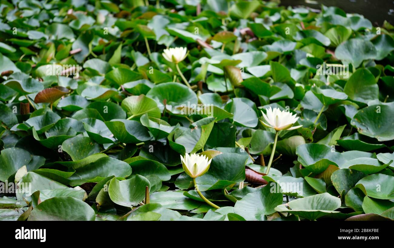 Magnificent water lilies float on a garden's water, Tokyo, Japan Stock
