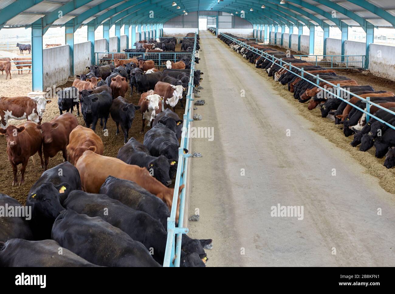 Cows eating hay on moden farm Stock Photo - Alamy