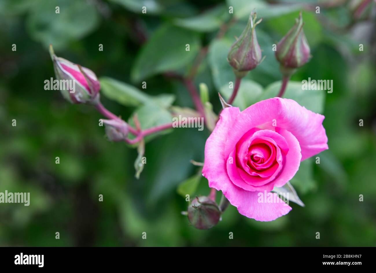 Image shows a detailed blossom of a pink rose in the garden Stock Photo ...