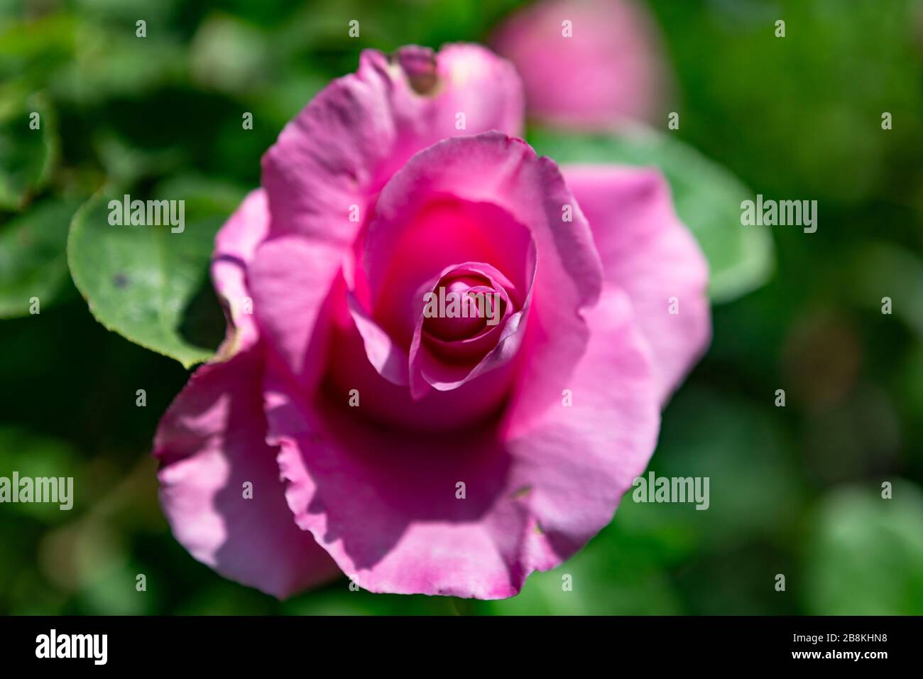 Image shows a detailed blossom of a pink rose in the garden Stock Photo ...
