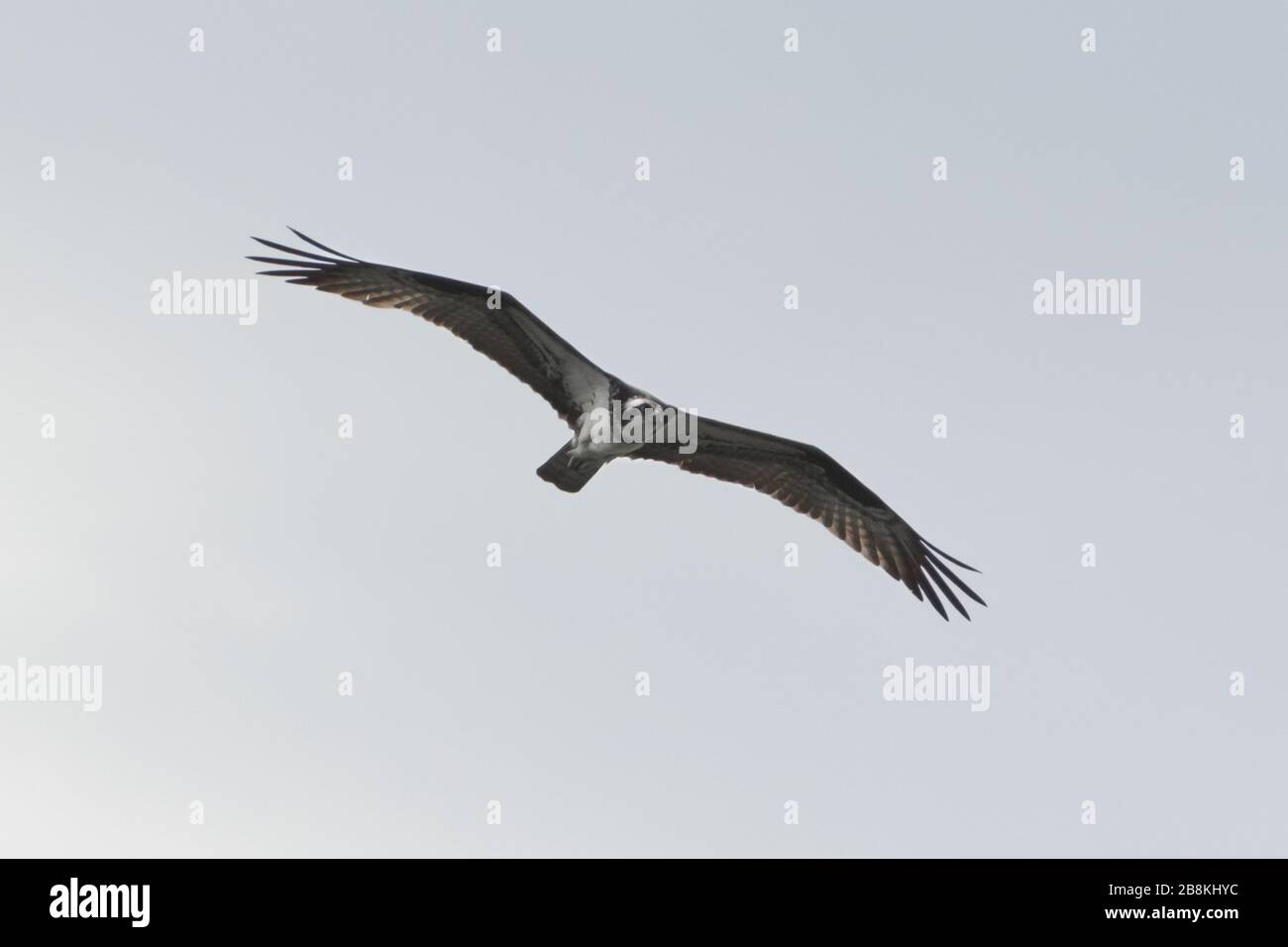 Flying Osprey eagle bird of prey with spread wings in pale blue sky ...