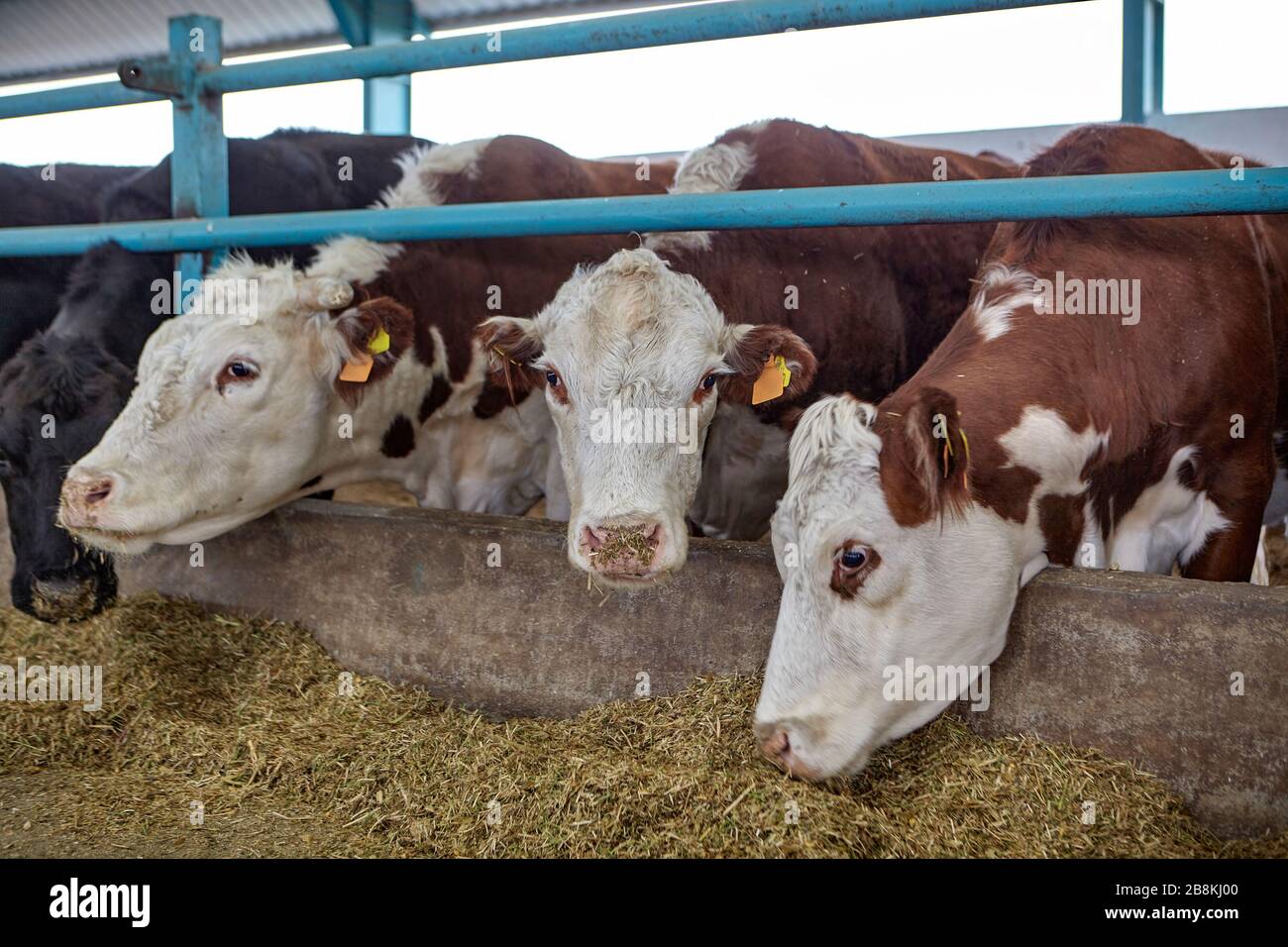 Cows cattle animal cow byre hi-res stock photography and images - Alamy