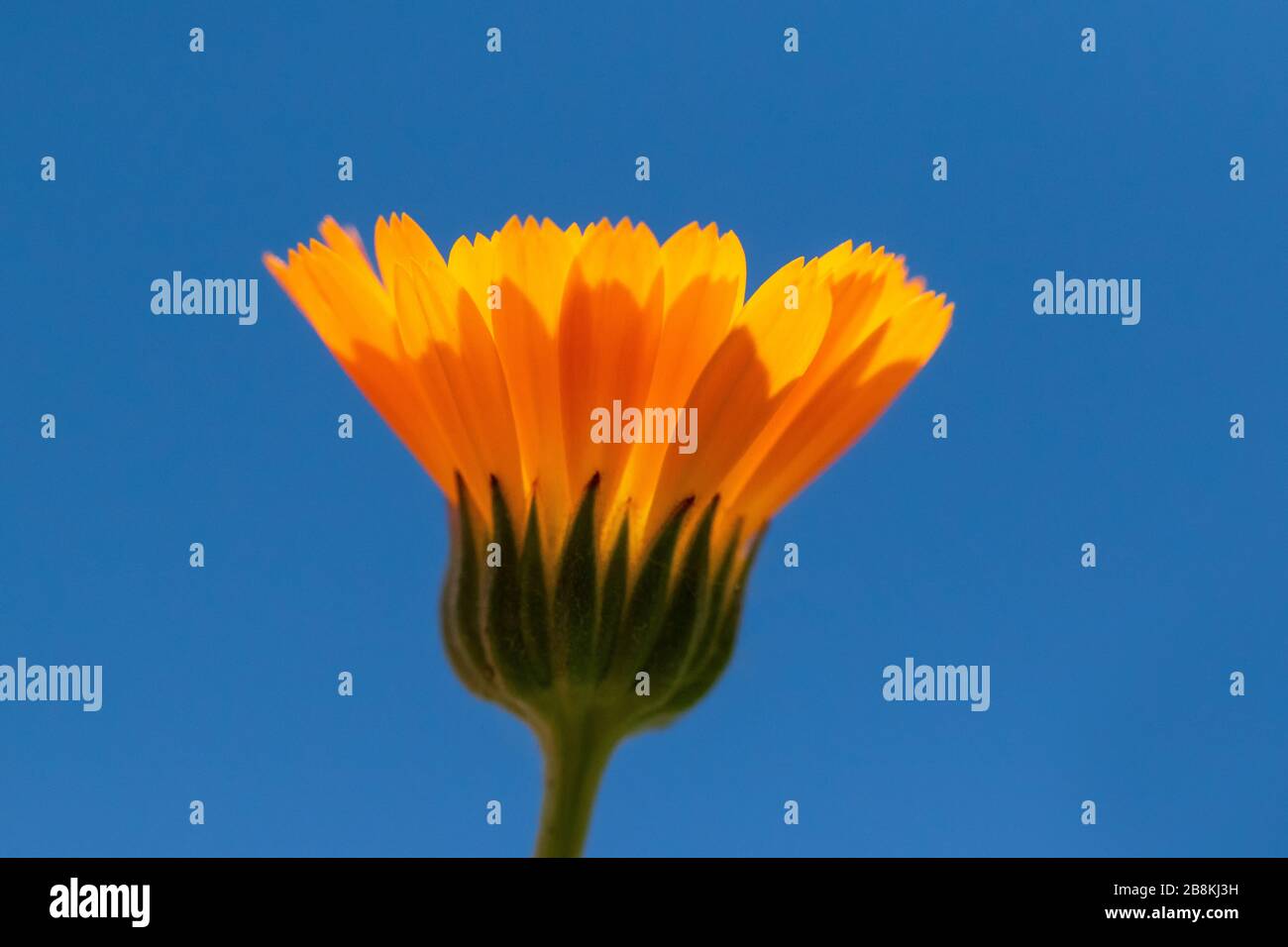 Close up of bright orange yellow flower against bold blue sky  horizontal framing Stock Photo