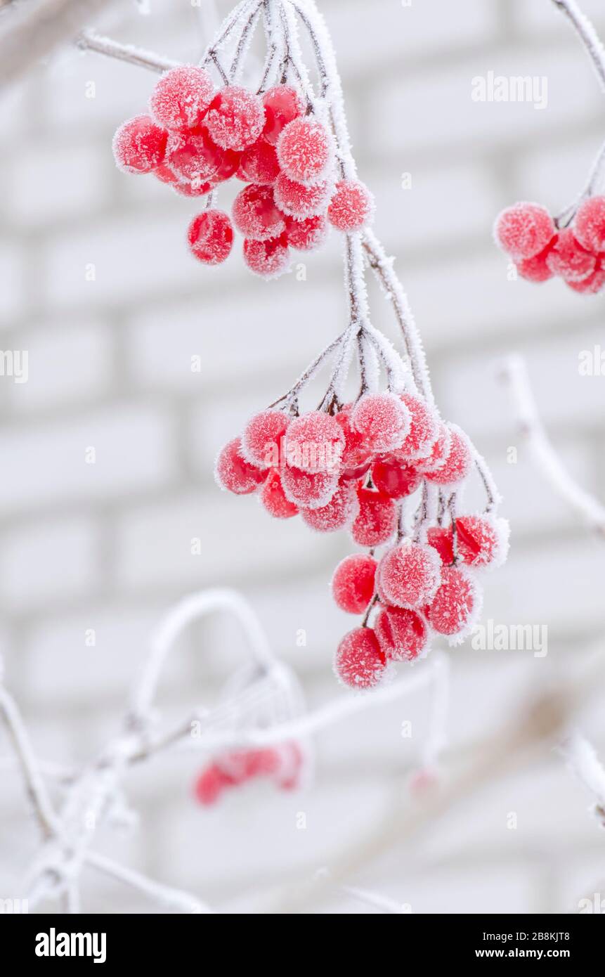 Red tassel guelder rose. Winter frozen viburnum guelder rose. Guelder rose berries on snow Stock Photo