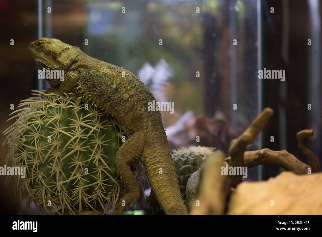 Pogona vitticeps with light green skin rests in nature. Iguana lies on big cactus. Bearded